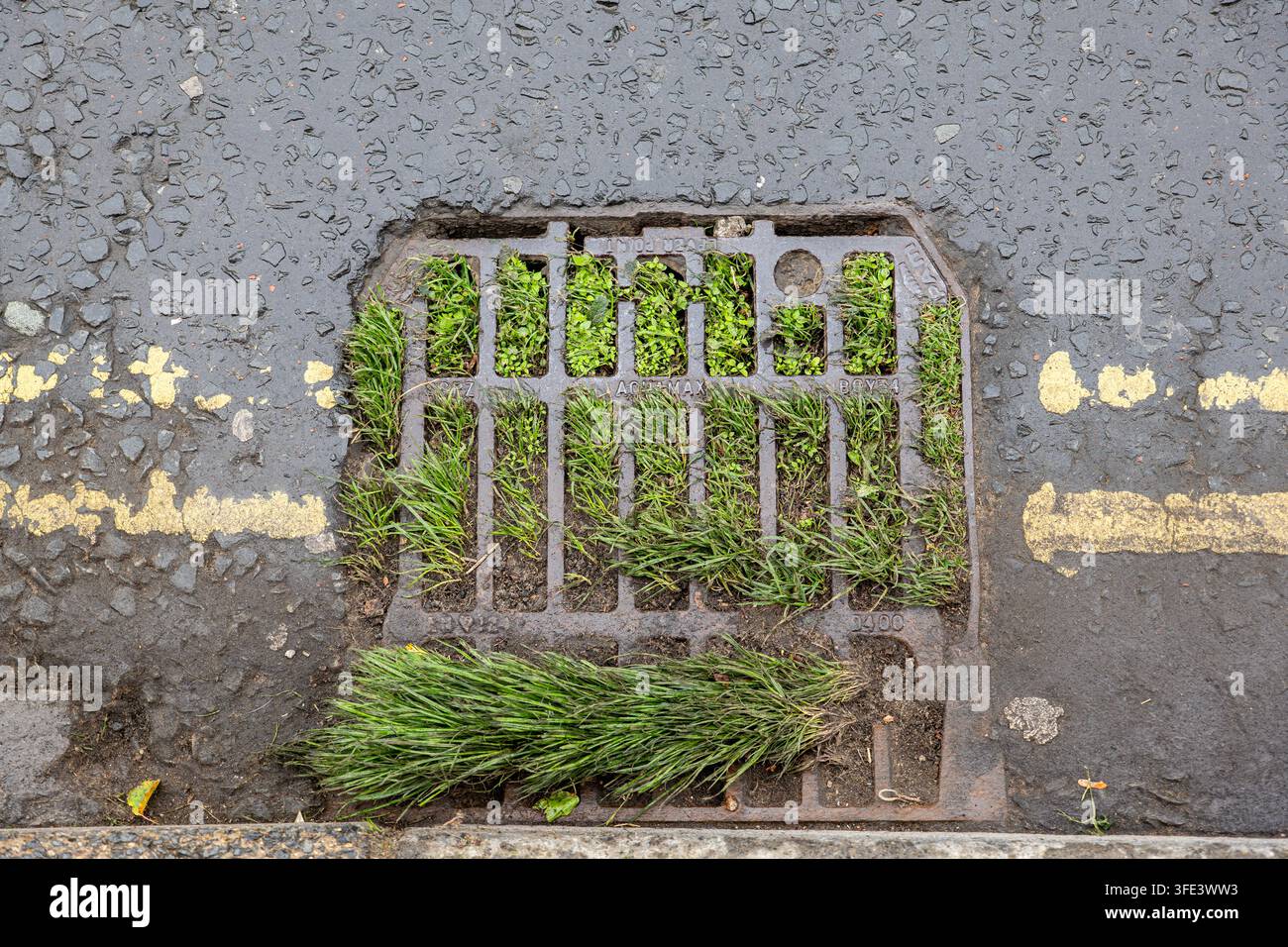 Die Natur erobert einen Sturmabfluss zurück Stockfoto