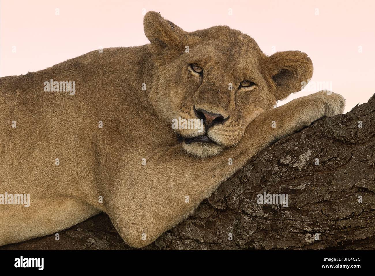 Löwin, die auf einem Baumstamm in Tansania ruht, afrikanische Wildnis Stockfoto