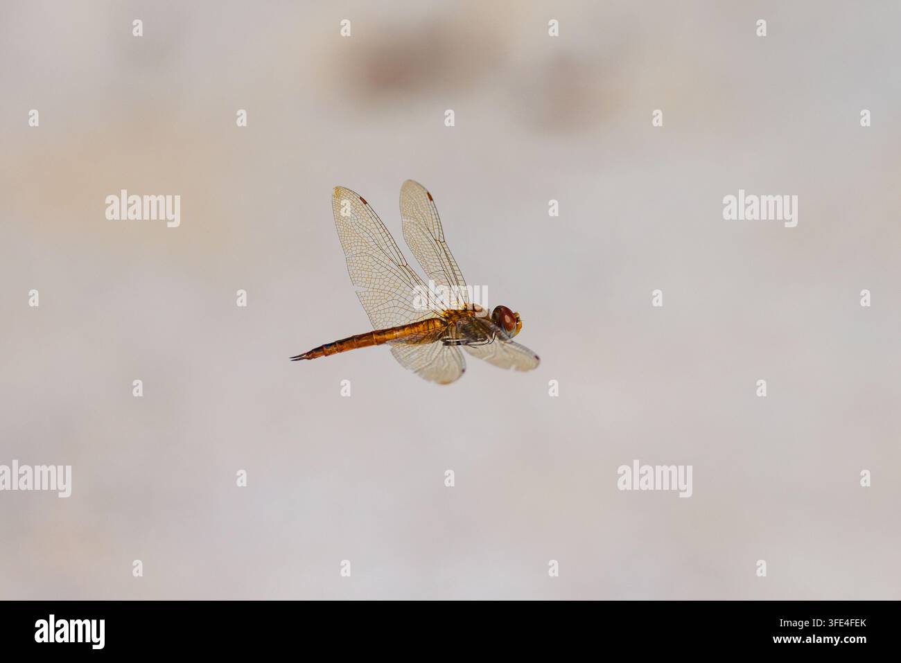 Rote Libelle im Flug in den Kerala-Backwaters, Indien Stockfoto