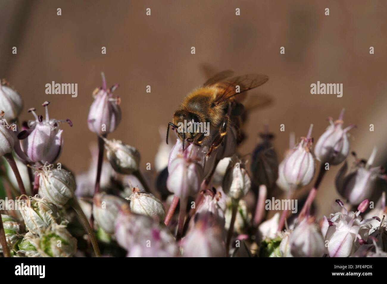 Eine geschäftige Biene schwebt in der Nähe von weichen lila Zwiebelblüten und sammelt Nektar unter der warmen Sonne in einem blühenden Garten. Die Harmonie der Natur strahlt durch die Biene Stockfoto