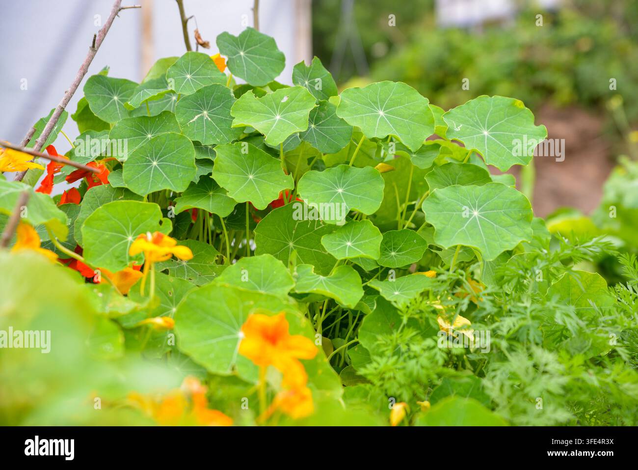 Üppige Nasturtium-Pflanzen mit runden grünen Blättern und lebhaften orangefarbenen Blüten, die dicht in einem Garten wachsen, veranschaulichen biologischen Gartenbau, Begleitpflanze Stockfoto
