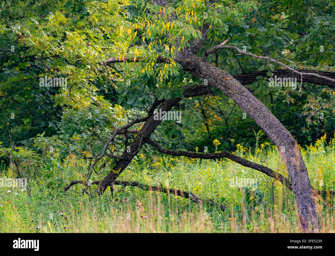 Ein Schwarz-Kirschbaum (Prunus serotina) beginnt den saisonalen Farbwechsel, während er sich über eine Burr-Eiche beugt, Camp Sgawa Forest Preserve, Cook County, Illinois Stockfoto