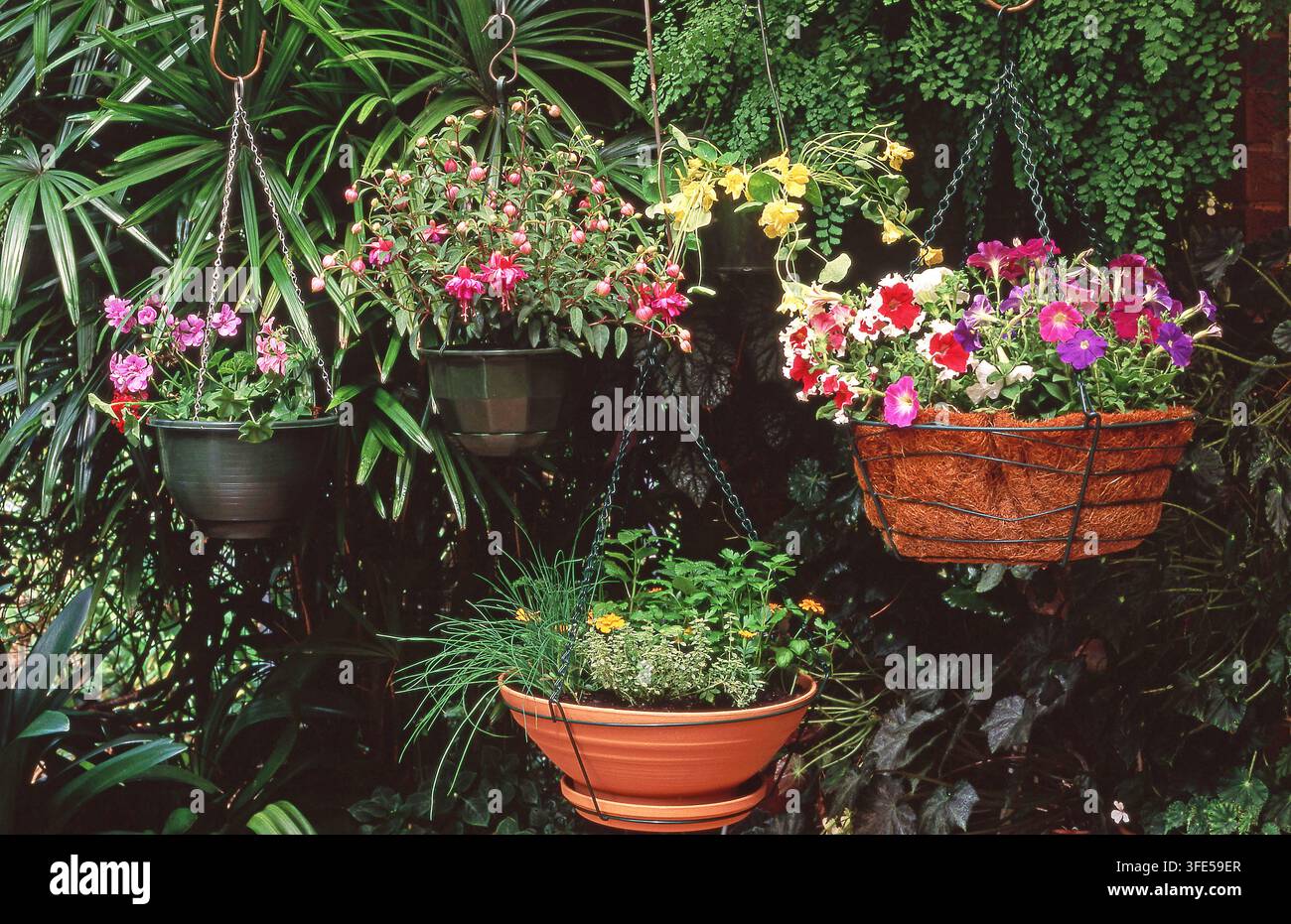 HÄNGEKORBEN IM FREIEN MIT VERSCHIEDENEN PFLANZEN (PETUNIEN, FUCHSIEN, EFEU-GERANIEN UND GEMISCHTE KRÄUTER). Stockfoto