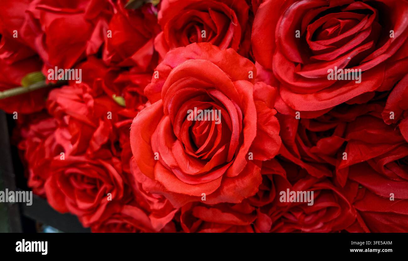 Üppiger tiefroter Rosenhintergrund Stockfoto