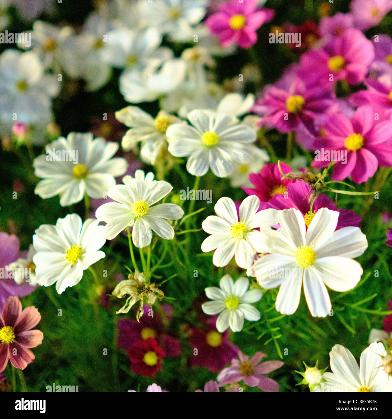 Nahaufnahme von weißen und rosa Kosmeien, die auf einem Festival in Daejeon, Korea, blühen. Stockfoto