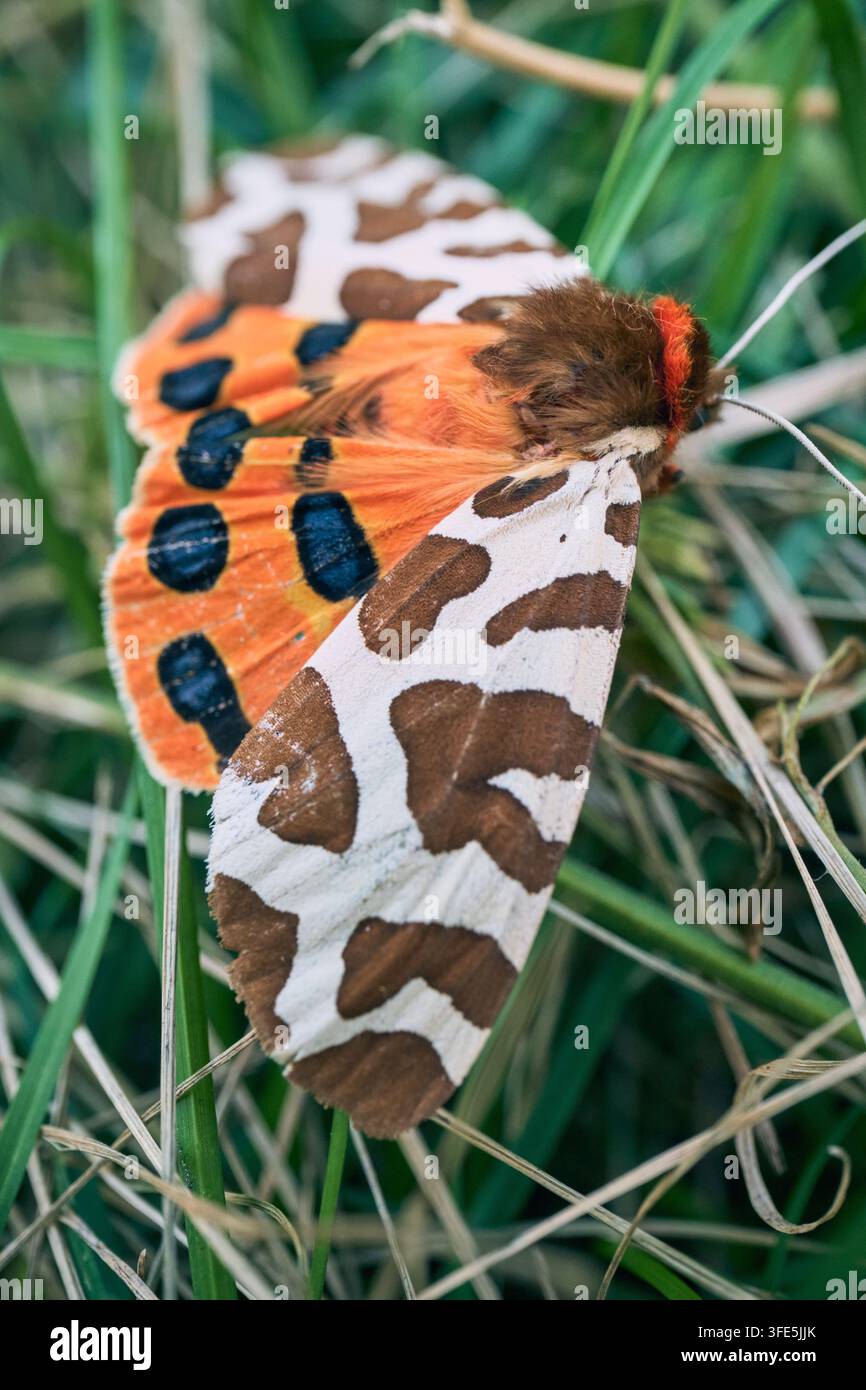 Gartentigerfalter zeigt seine markanten orangefarbenen, weißen und braunen gefleckten Flügel auf grünem Gras Stockfoto