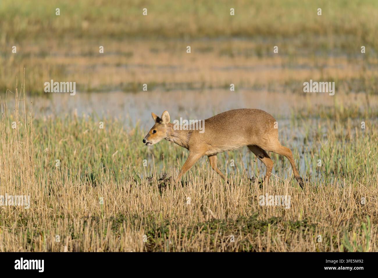 Chinesisches Wasserschwein, Hydropotes inermis, einzelner Erwachsener rennt in Sumpfumgebung, Strumpshaw, Norfolk, Vereinigtes Königreich, 8. April 2026 Stockfoto