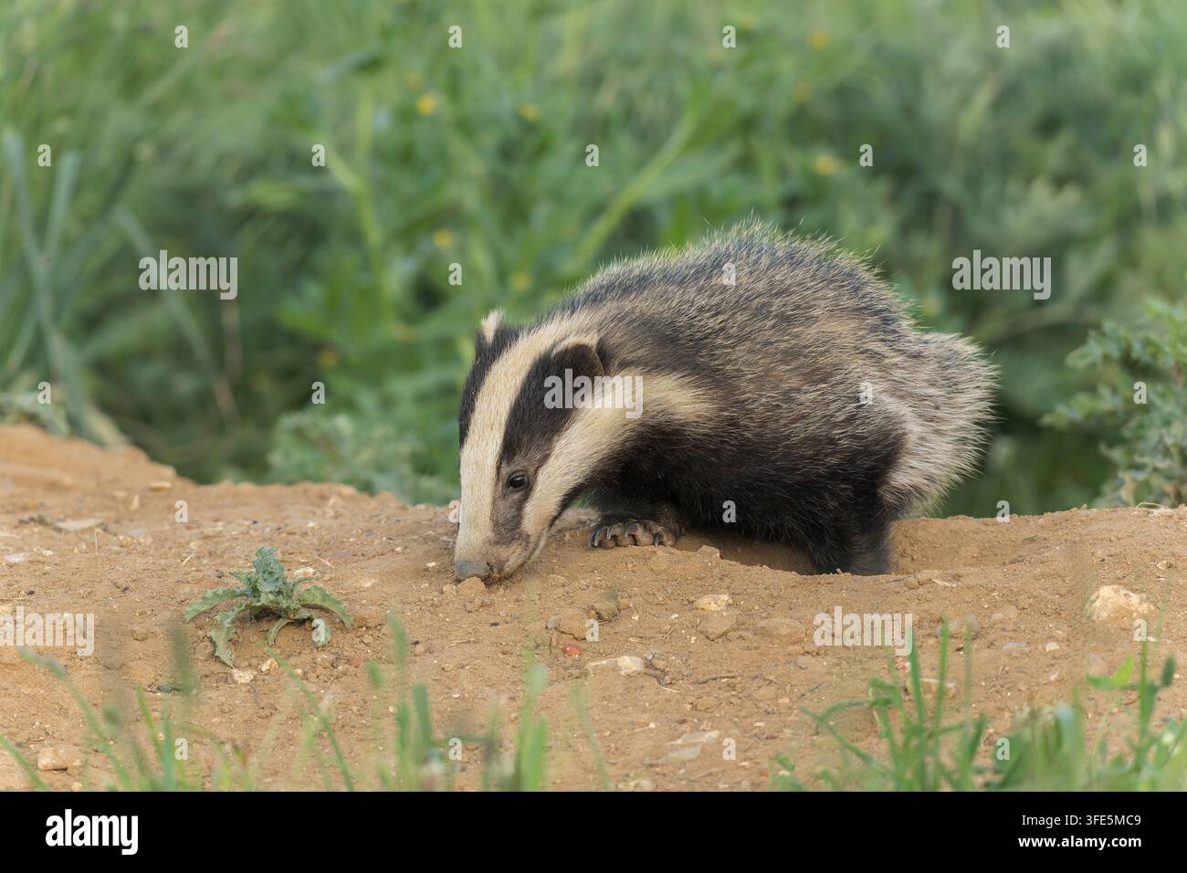 Europäischer Dachs, Meles meles, einzelner Erwachsener auf Nahrungssuche im Tageslicht, Norfolk, Vereinigtes Königreich, 23. Mai 2026 Stockfoto
