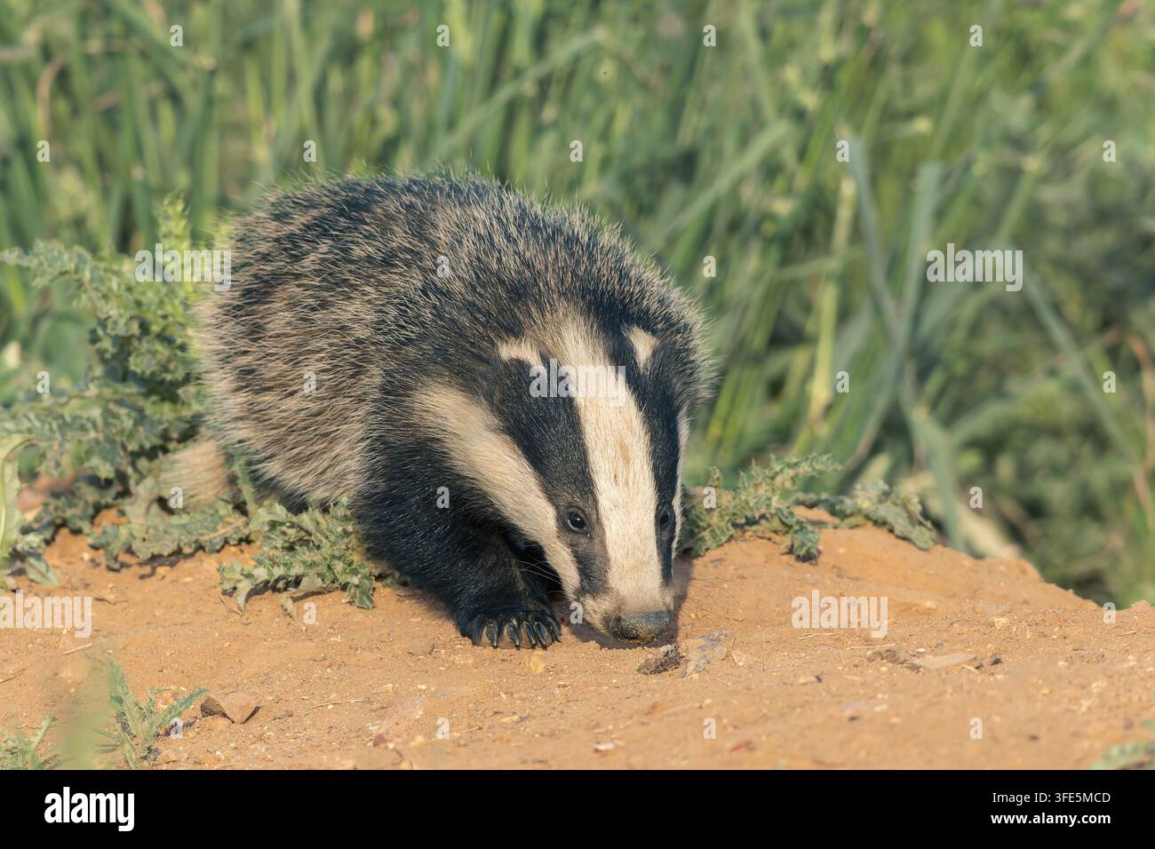 Europäischer Dachs, Meles meles, einzelner Erwachsener auf Nahrungssuche im Tageslicht, Norfolk, Vereinigtes Königreich, 23. Mai 2026 Stockfoto