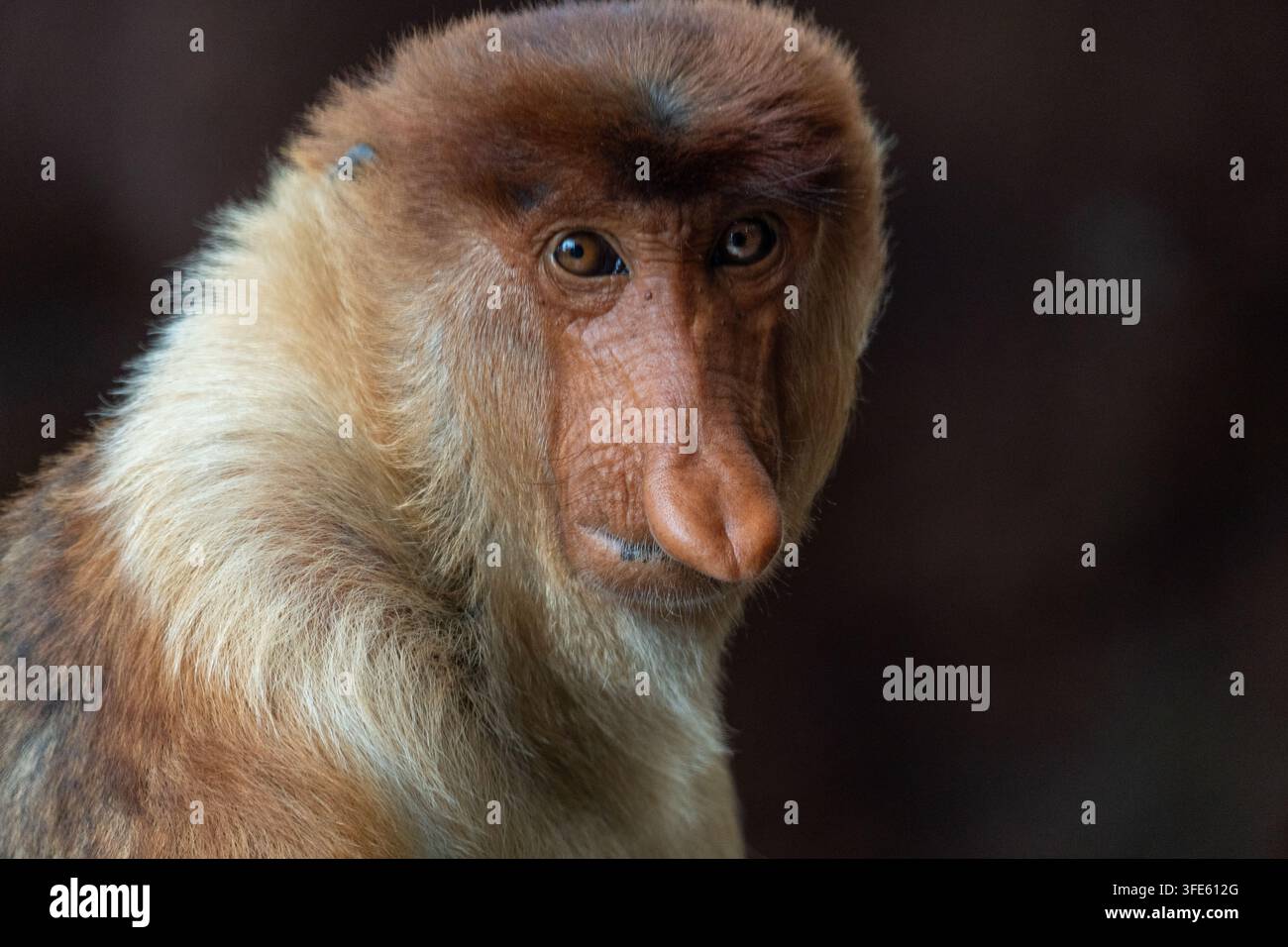 Nahaufnahmeporträt eines Nasenaffen (Nasalis larvatus) vor dunklem Hintergrund, das seine markante lange Nase und Gesichtszüge hervorhebt Stockfoto