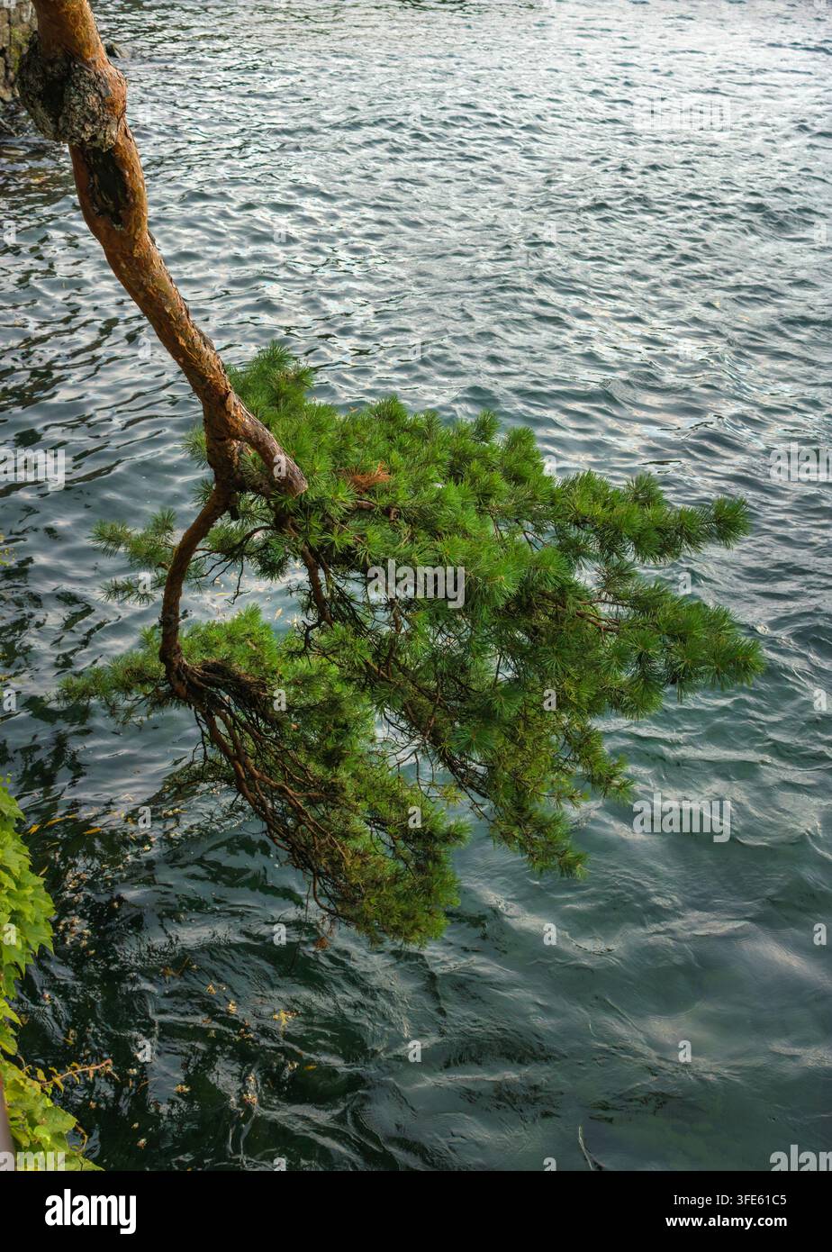 Ein Kiefernzweig erstreckt sich über das plätschernde Seewasser entlang einer natürlichen Uferlinie. Die Ufervegetation steht für Ruhe und Natur Stockfoto