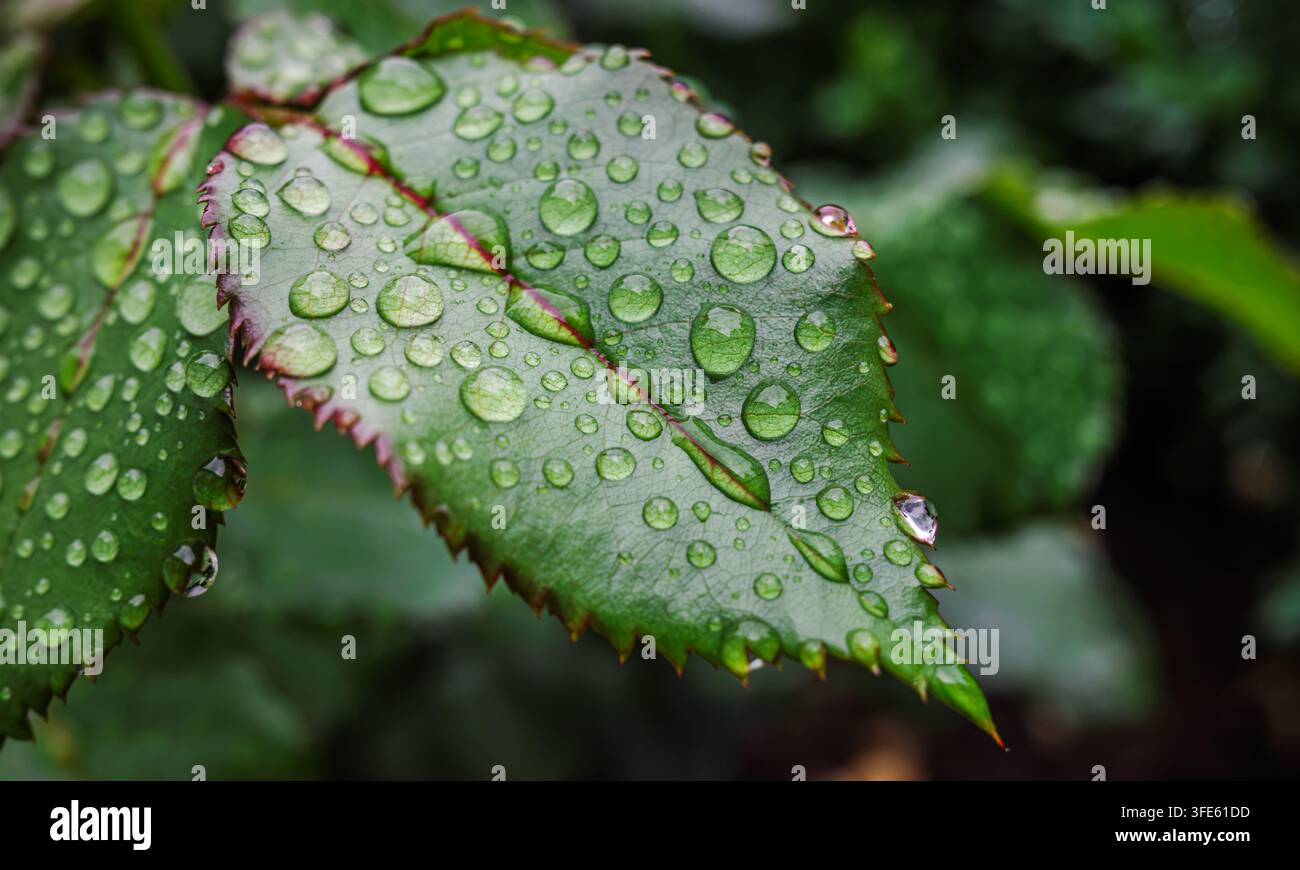 Detaillierte Makroaufnahme von grünen Rosenblättern mit roten Adern und gezackten Rändern, bedeckt mit glitzernden Regentropfen. Stockfoto