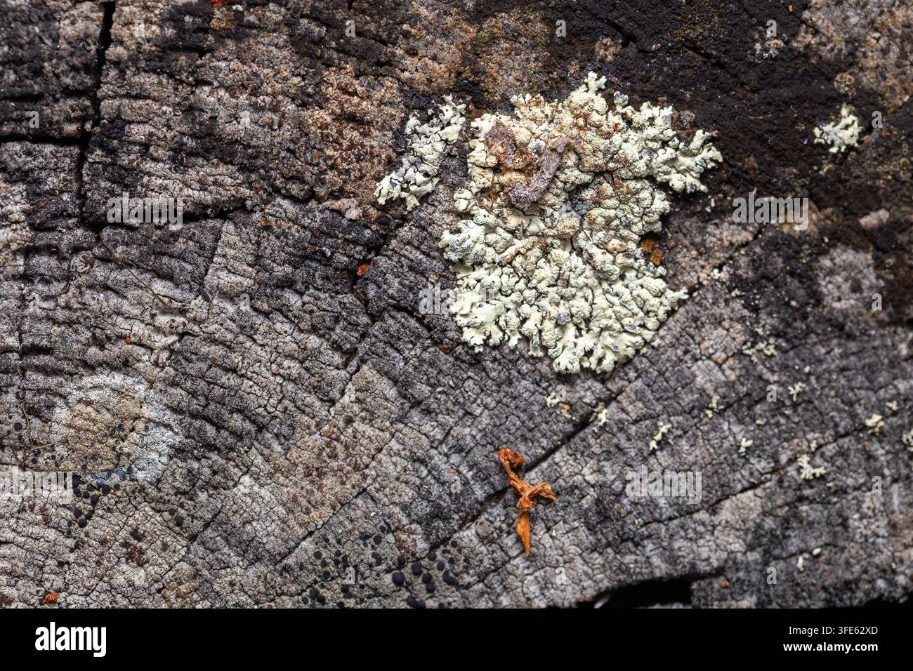 Detaillierte Makroaufnahme von organischem Pilzwachstum auf einem alten verwitterten Baumstumpf. Stockfoto