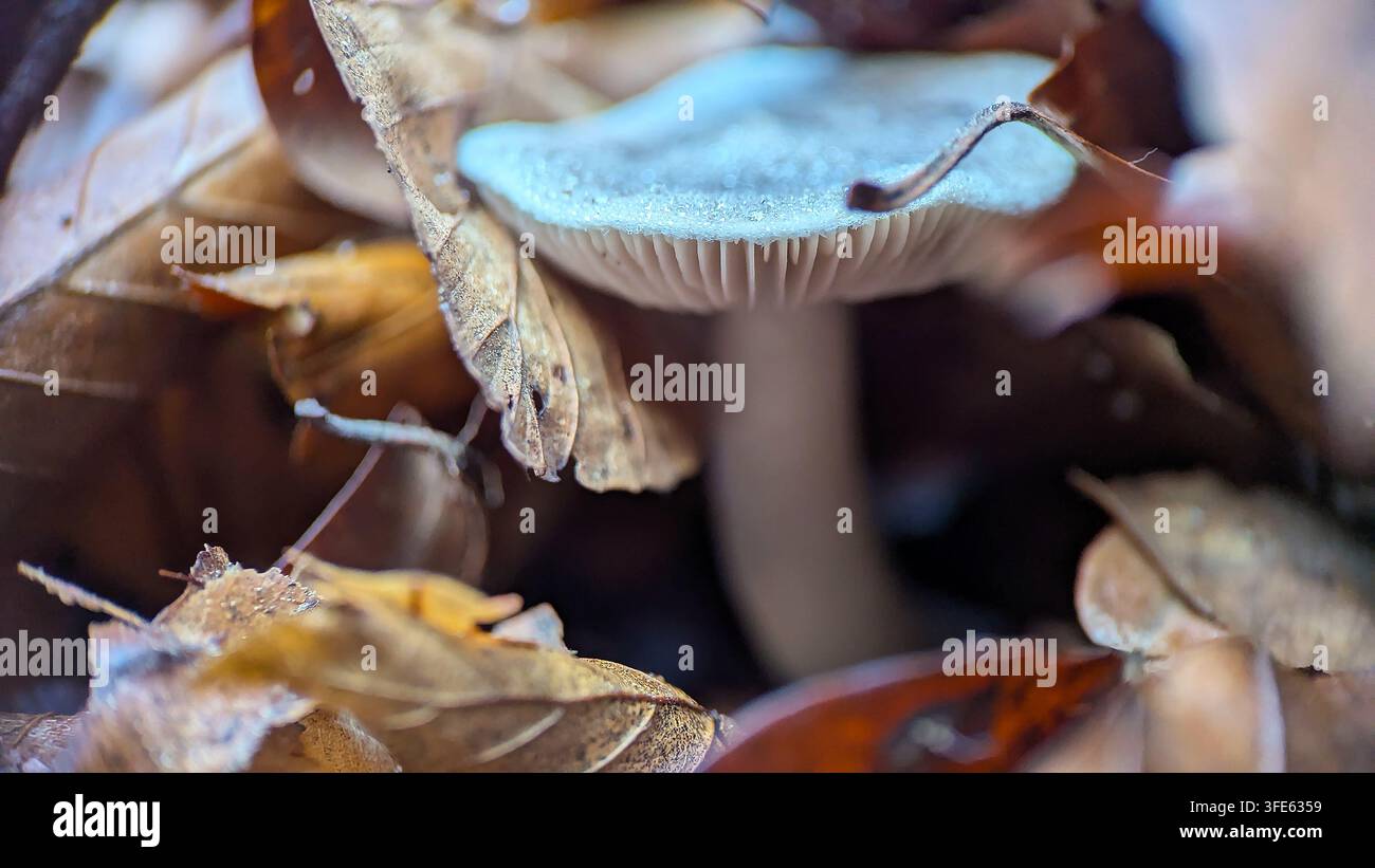 Eine detaillierte Makro-Nahaufnahme eines Waldpilzes, der durch trockene Herbstblätter hindurchwächst, und hebt seine zarten Lamellen und die natürliche Waldtextur hervor Stockfoto