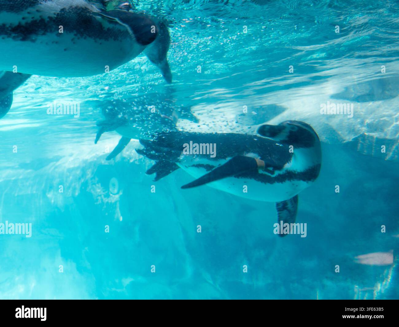 Pinguin schwimmt nahe der Wasseroberfläche in einem blauen Unterwasserhabitat mit versunkenen Felsen und Reflexionen. Stockfoto