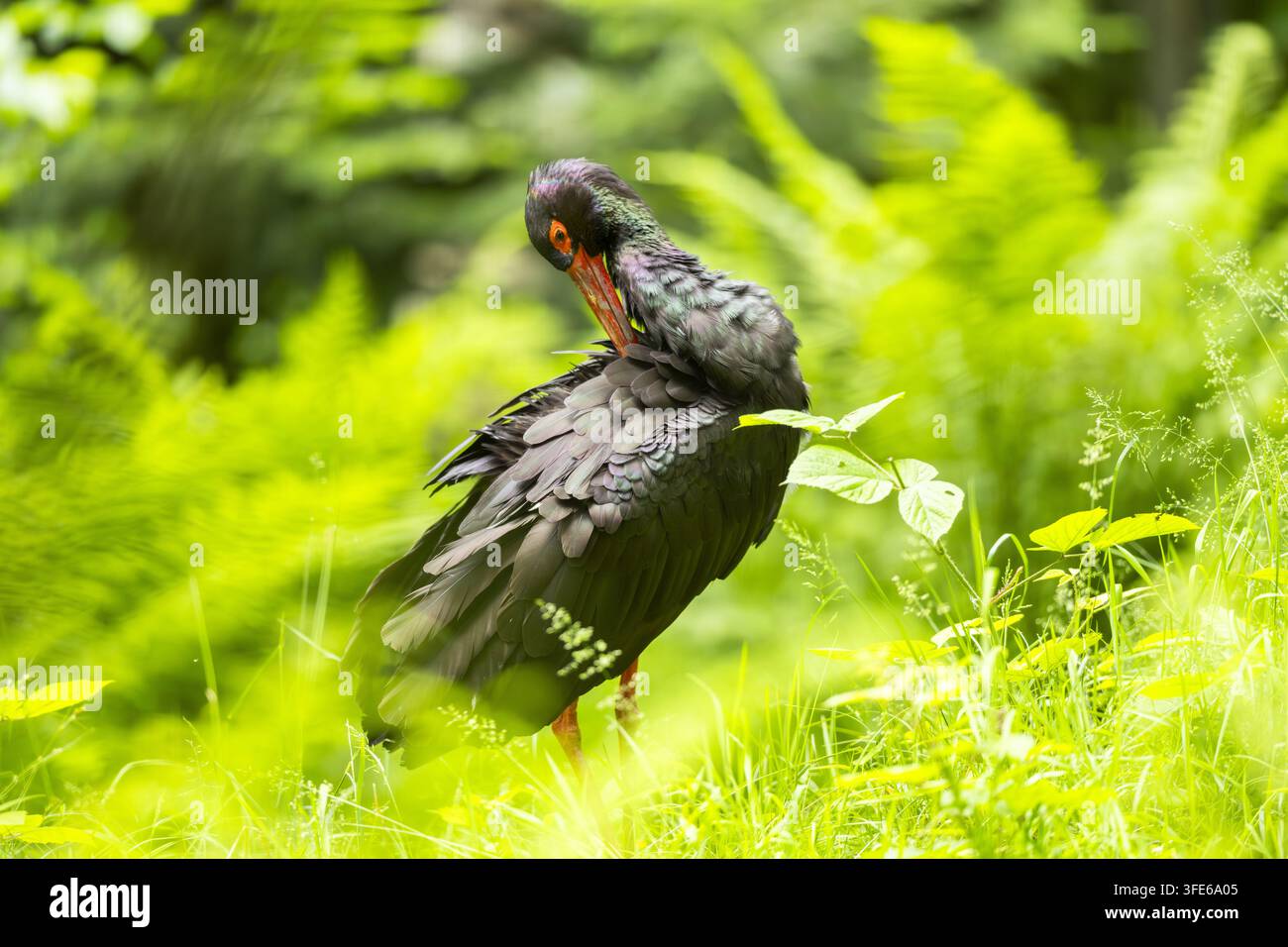 Schwarzstorch Stockfoto