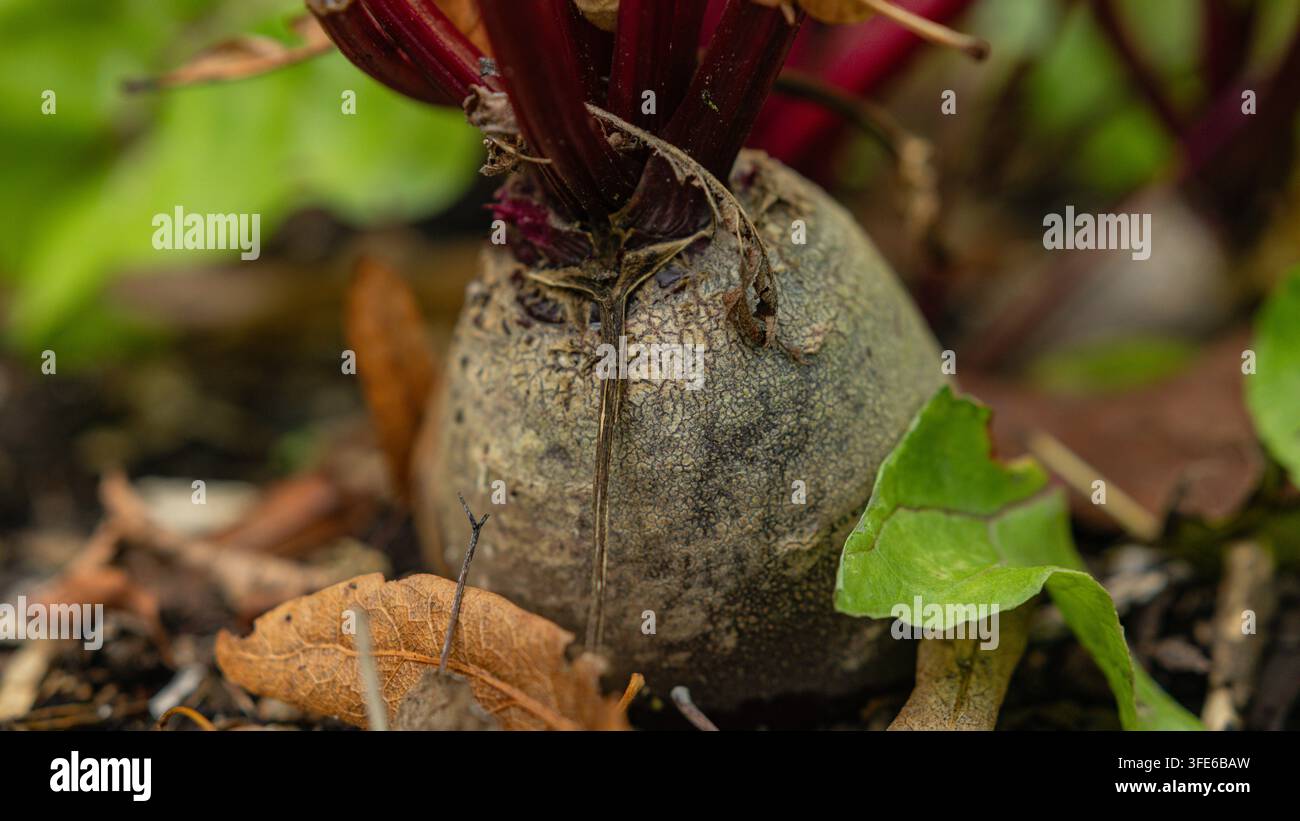Verwitterte Rote-Bete-Zwiebel mit strukturierter Schale im Gartenerde Stockfoto