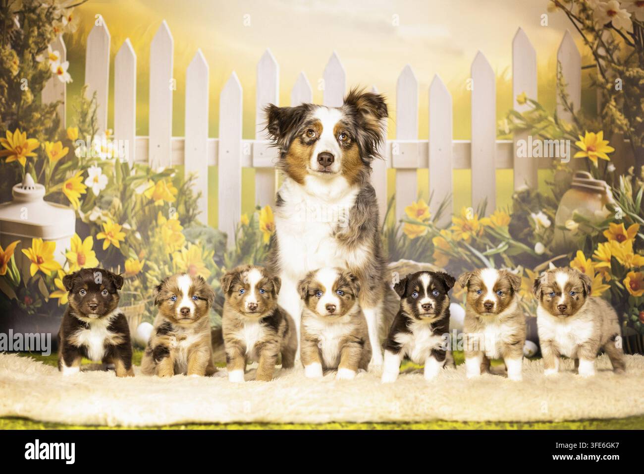 Miniatur American Shepherd Stockfoto