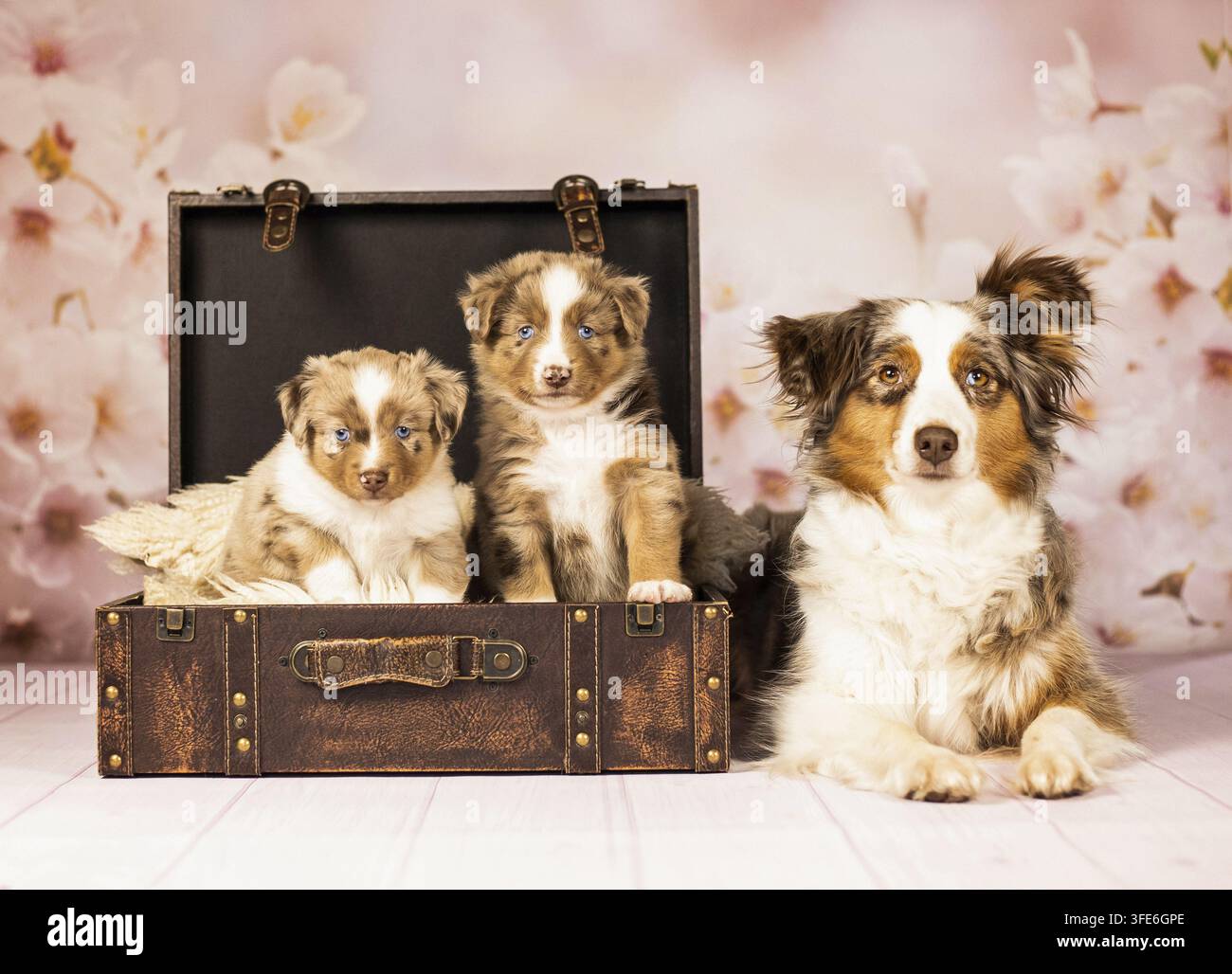 Miniatur American Shepherd Stockfoto