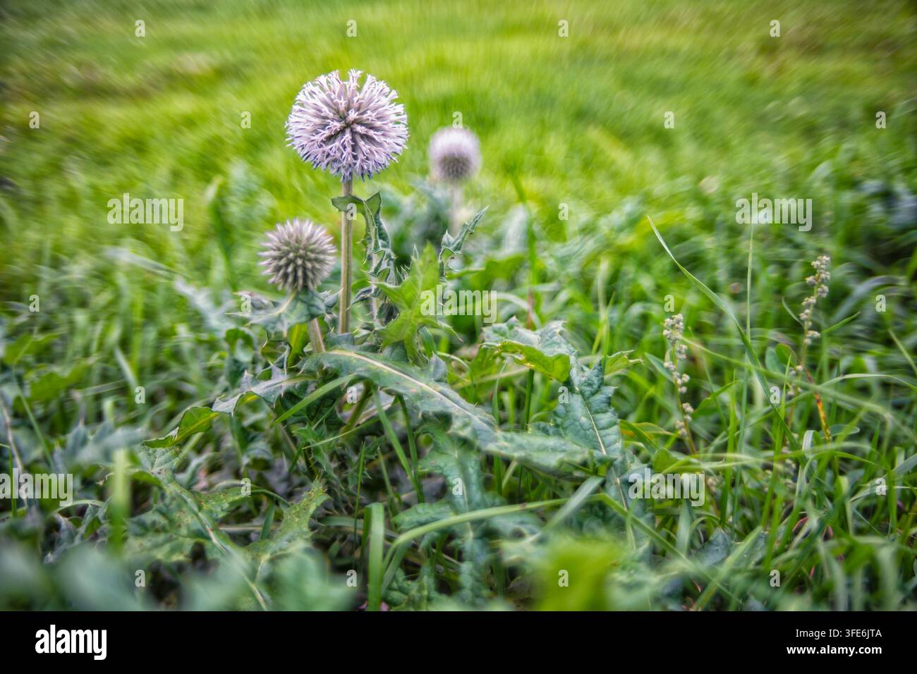 Junge Blüten des Meerfenchels im Gras, wilde Natur und Kräuter Stockfoto