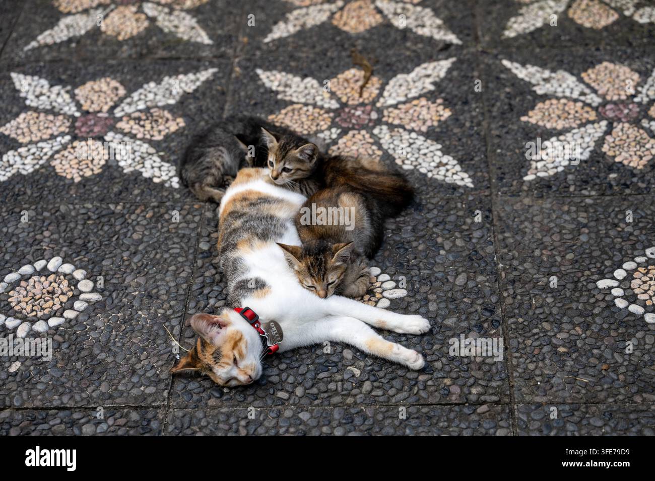 Eine erwachsene Calico-Katze liegt auf gemusterter Steinpflasterung, während sich mehrere Kätzchen eng um sie scharen in Bali, Indonesien. Stockfoto