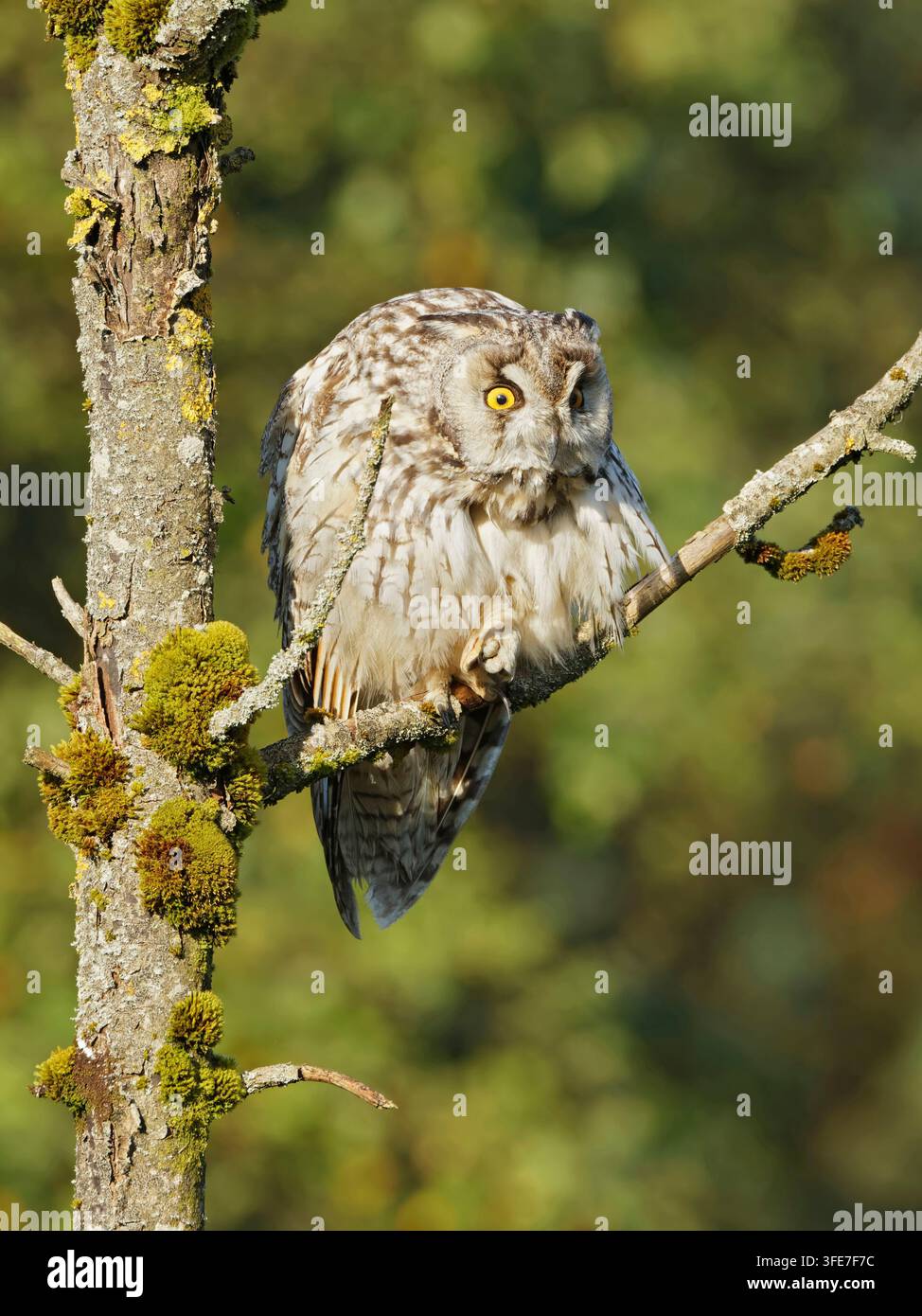 Langohreule Asio otus, adult in einem toten Baum sitzend, Lancashire, UK, Juli Stockfoto