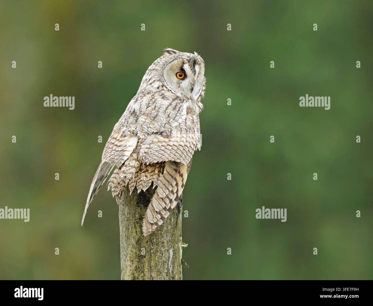 Langohreule Asio otus, erwachsen auf einem Holzpfosten, Lancashire, UK, Juli Stockfoto