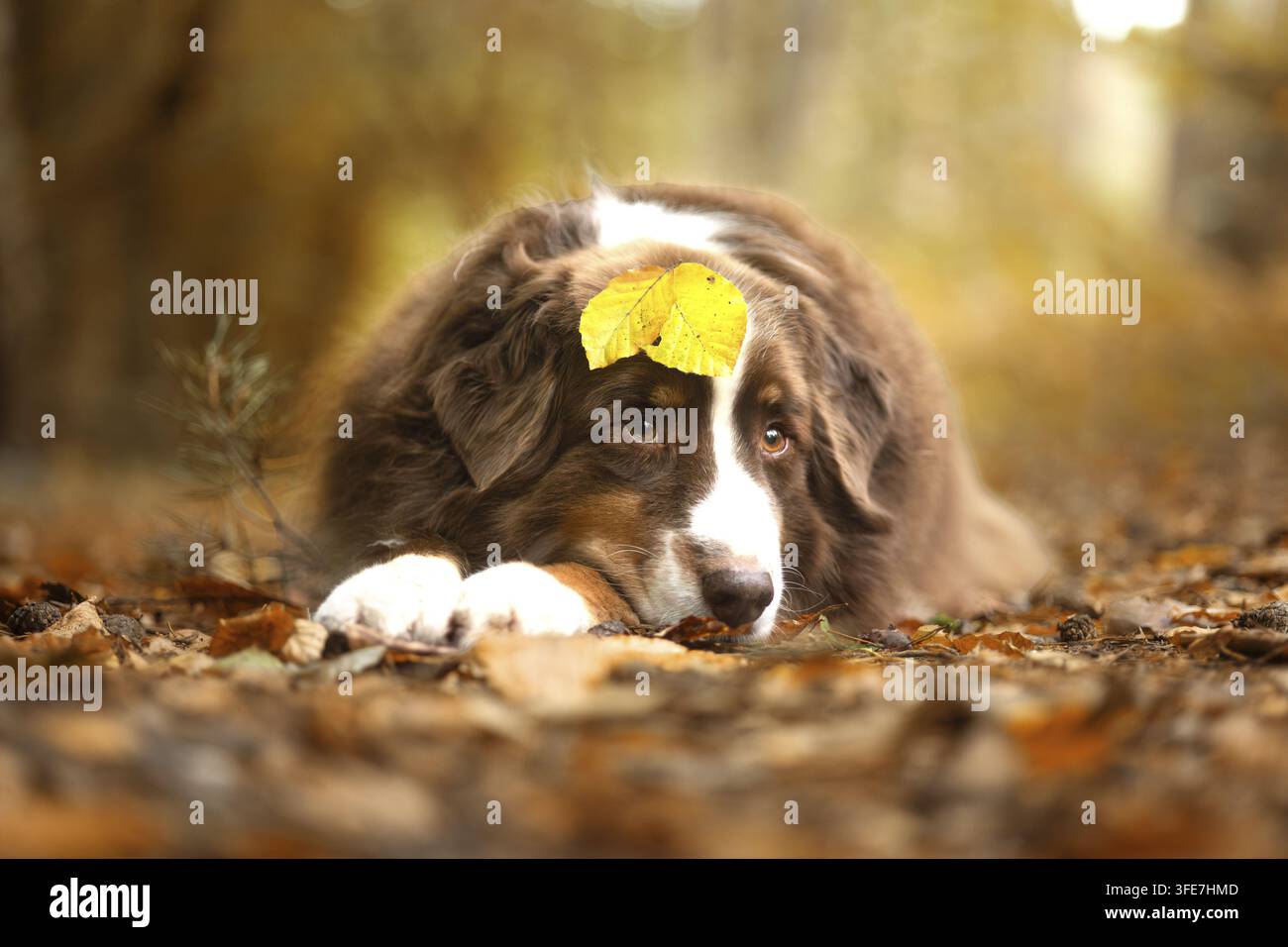 Red-Tri Australian Shepherd Stockfoto