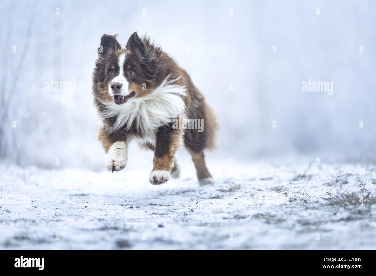 Red-Tri Australian Shepherd Stockfoto