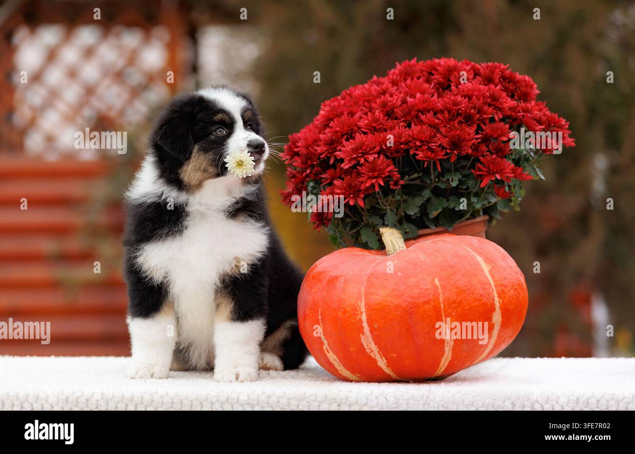 Halloween-Thanksgiving-Feiertagsdekoration, Australian Shepherd-Welpe hält Chrysantheme neben Kürbis, Herbstblumen, saisonale festliche Kulisse. Stockfoto