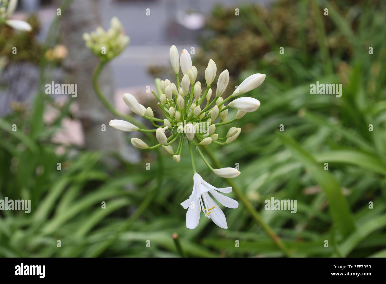weißer Agapanthus, Büschel von Knospen, trompetenförmige Blüten auf hohen Stielen. (Nil-Lilie) (Makro, Nahaufnahme) Stockfoto