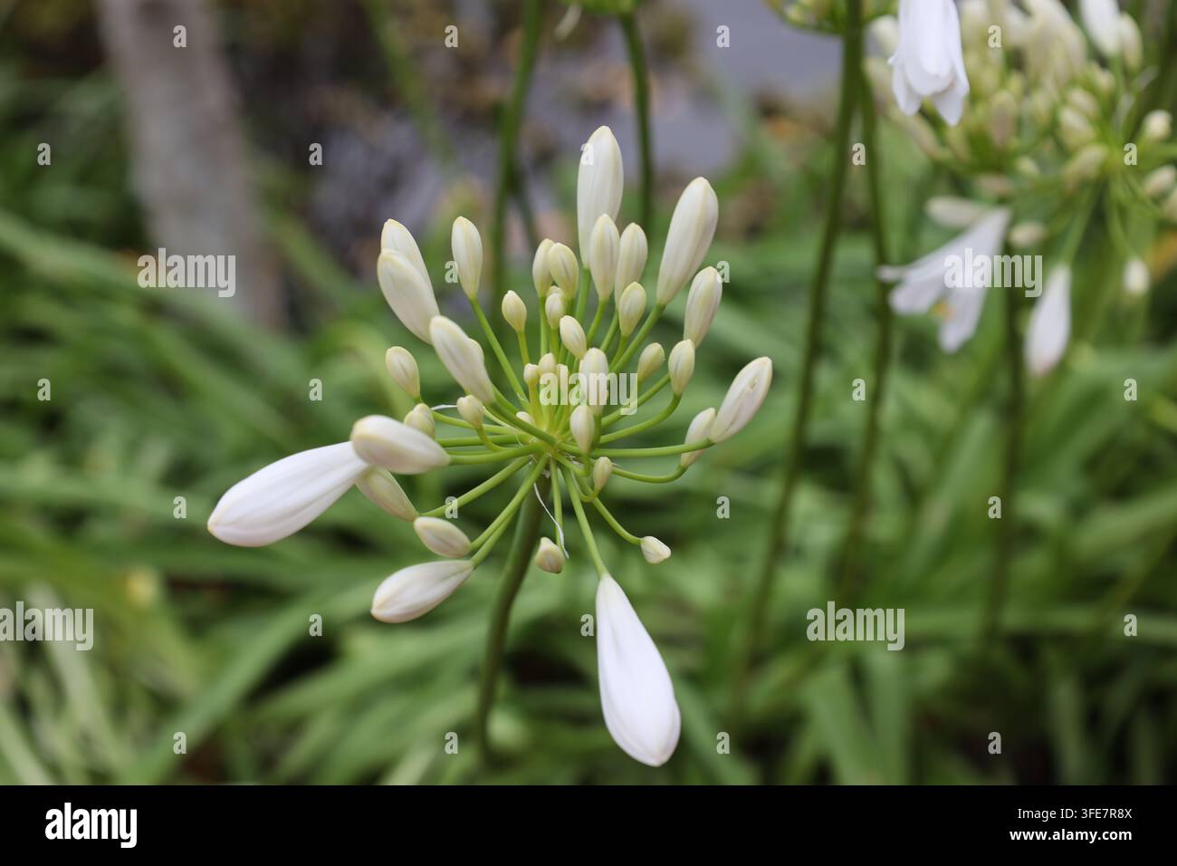 weißer Agapanthus, Büschel von Knospen, trompetenförmige Blüten auf hohen Stielen. (Nil-Lilie) (Makro, Nahaufnahme) Stockfoto