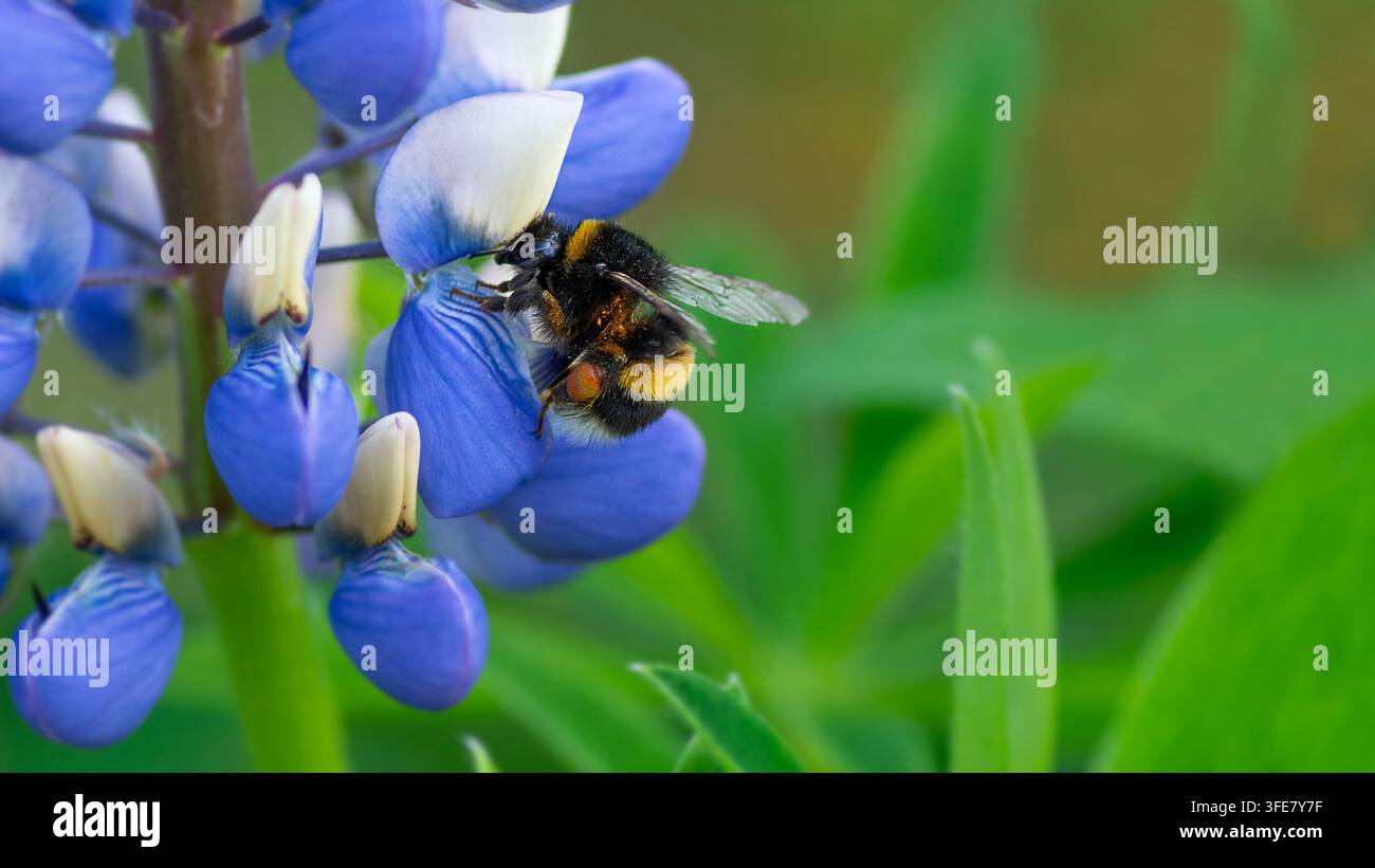 Eine braunschwänzige Hummel (Bombus terrestris), die im Mai an einer blauen Lupinenblüte (Lupinus) füttert. Insektenverhalten. Sommerzeit. Bestäuber. Stockfoto