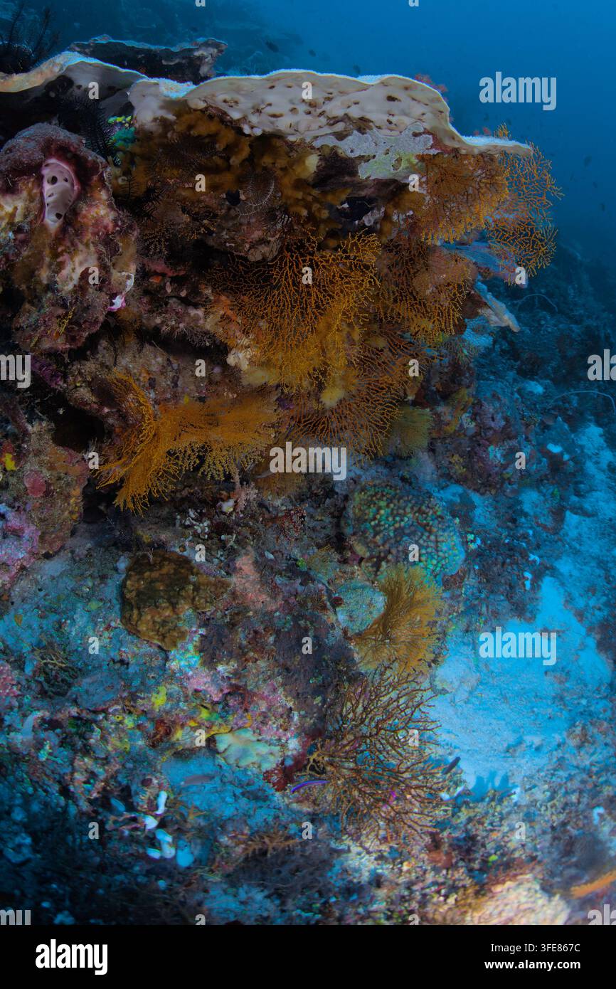 Ansicht von lebhaften orangefarbenen Seefächern und vielfältigen Korallenformationen auf dem Riff in Raja Ampat, Südwest-Papua, Indonesien. Stockfoto
