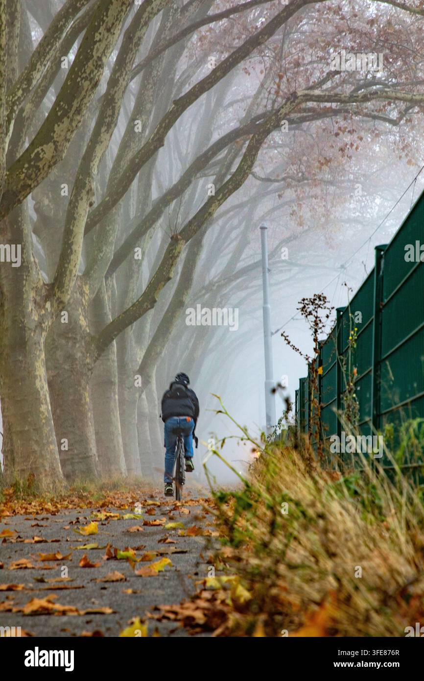Blick auf einen Radfahrer, der einen Pfad entlangfährt, der mit hohen Bäumen gesäumt ist, in einer nebligen Herbstkulisse mit gefallenen Blättern auf dem Boden in Mannheim, Baden-Württemberg Stockfoto