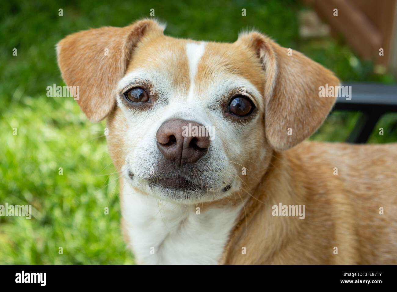 Niedliches Porträt eines Jack-Russell-Chihuahua-Mixes Stockfoto