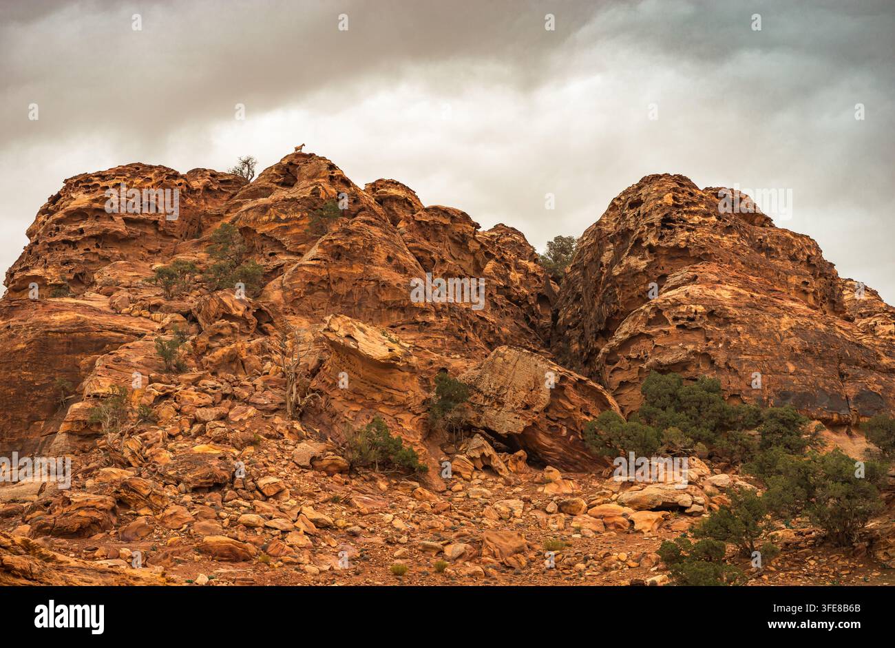 Eine Ziege, die oben auf dem Berg sitzt Der Uesco-Standort in Petra Stockfoto