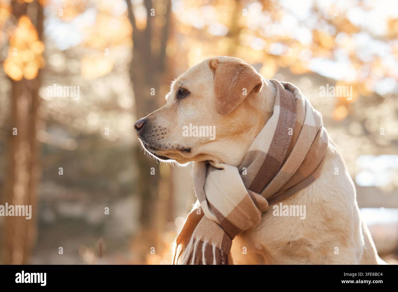 Labrador Retriever sitzt im Freien und trägt einen warmen gestreiften Schal. Goldenes Waldlicht schafft ein gemütliches saisonales Porträt zwischen Herbstlaub. Stockfoto