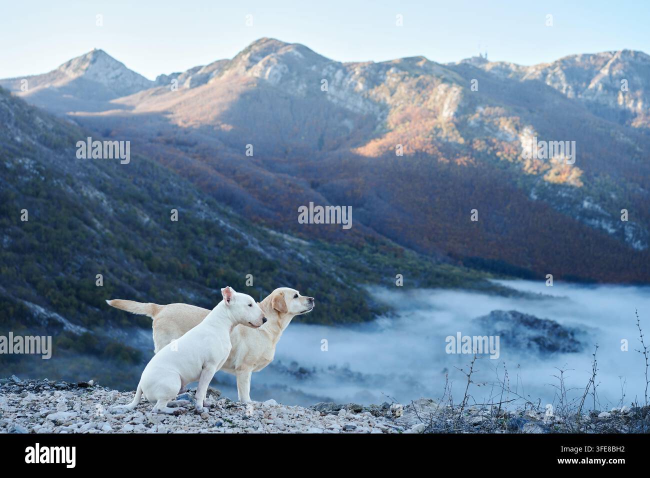 Bull-Terrier-Hund und Labrador-Retriever-Hund stehen zusammen über einem nebelgefüllten Tal. Schroffe Gipfel und farbenfrohe Herbstlandschaft schaffen eine malerische Umgebung im Freien Stockfoto