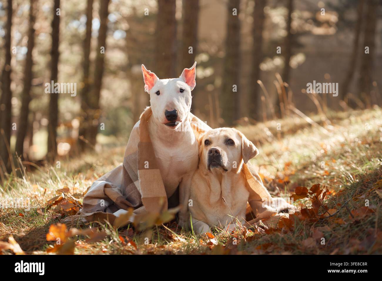 Bull-Terrier-Hund, Labrador-Retriever-Hund und American-Hairless-Terrier-Hund posieren im Wald. Warmes Sonnenlicht und gefallene Blätter schaffen ein malerisches Porträt Stockfoto
