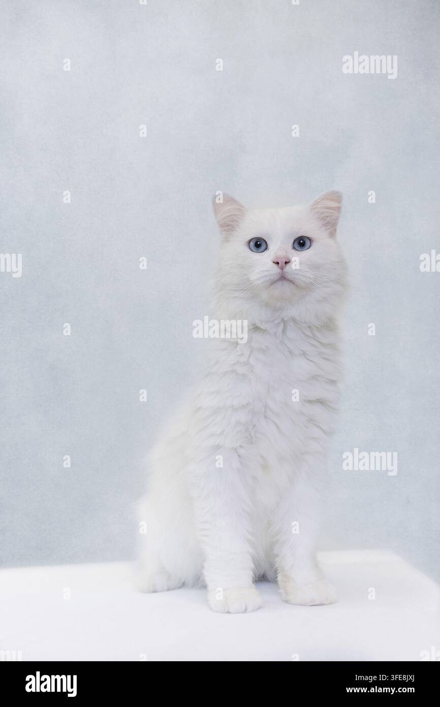 weiße Katze Stockfoto