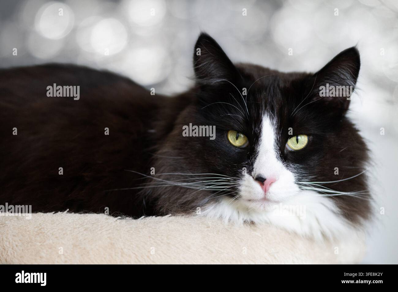 Norwegische Waldkatze Kitten Stockfoto