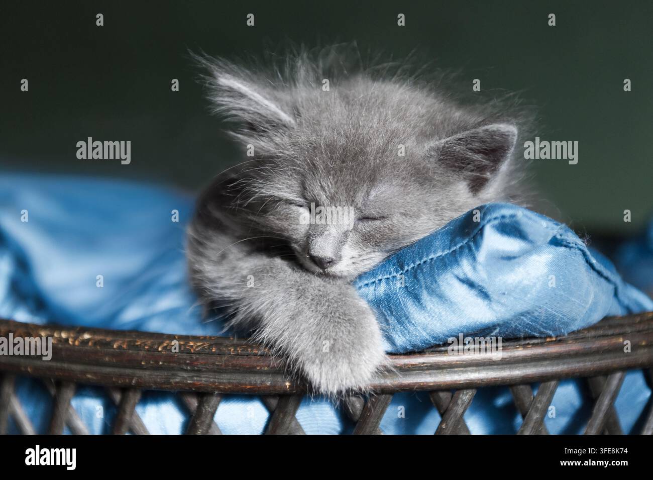 Nebelung-Kätzchen schläft in einem Weidenkorb Stockfoto