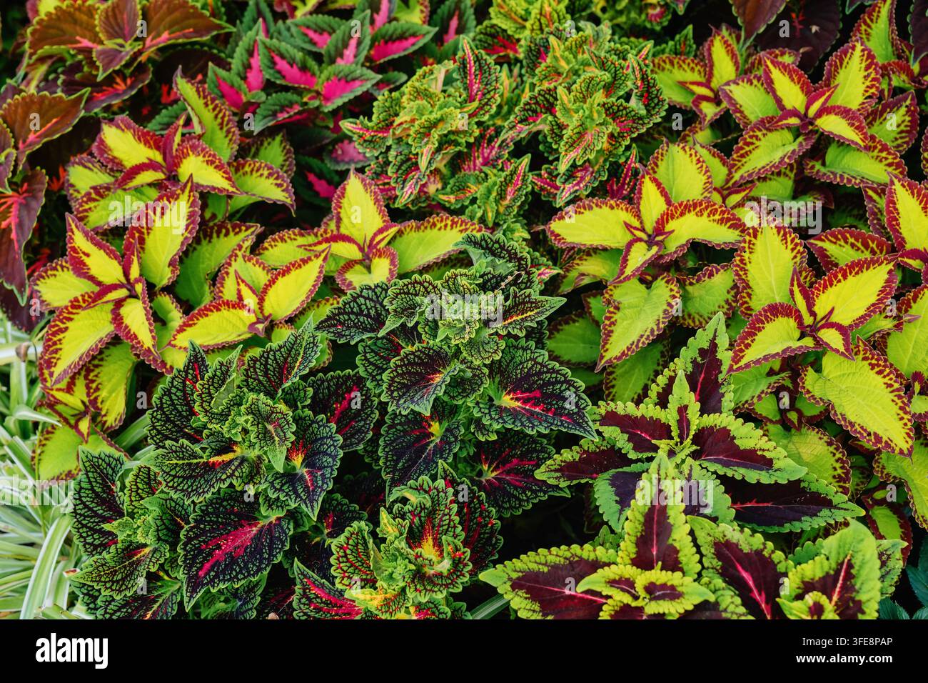 Bunte dekorative Gartenblätter mit lebendigen Mustern Stockfoto