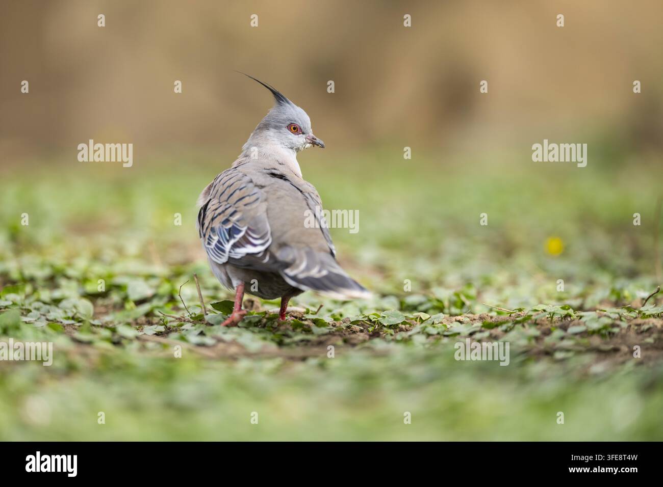 Crested Taube Stockfoto