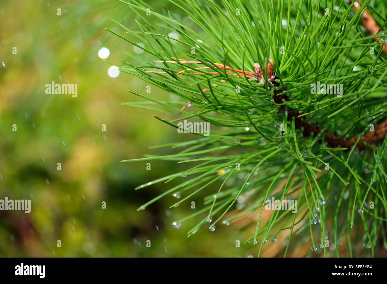 Eine detaillierte Nahaufnahme zeigt hellgrüne Kiefernnadeln, die mit glitzernden Morgentau- oder Regentropfen bedeckt sind. Der frische Nadelzweig hebt sich ab Stockfoto