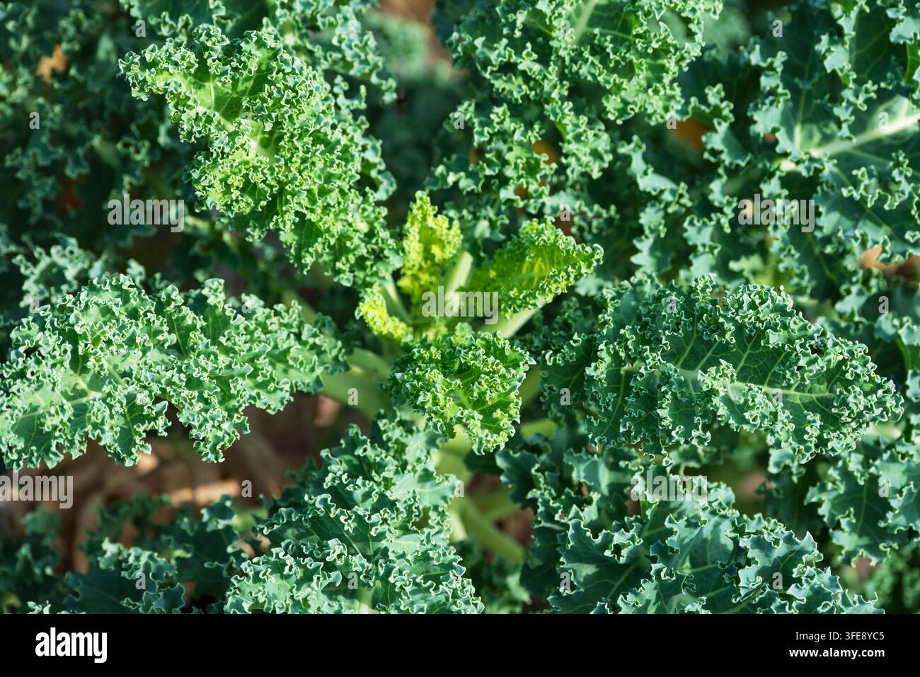 Eine Ansicht von oben zeigt eine gesunde Pflanze von lockigem grünem Kohl, die im Freien in einem Gartenbeet unter natürlichem Tageslicht wächst. Das kunstvolle, zerklüftete grüne Laub Stockfoto