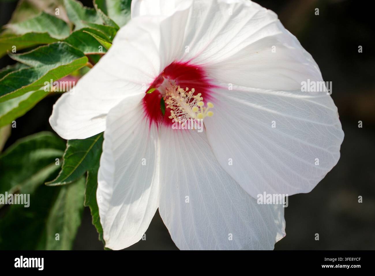 Eine detaillierte Makroaufnahme fängt eine große weiße Sumpfrosenmalvenblüte im vollen Blütenstand ein. Die zarten weißen Blütenblätter zeigen eine kontrastierende tiefrote Mitte a Stockfoto