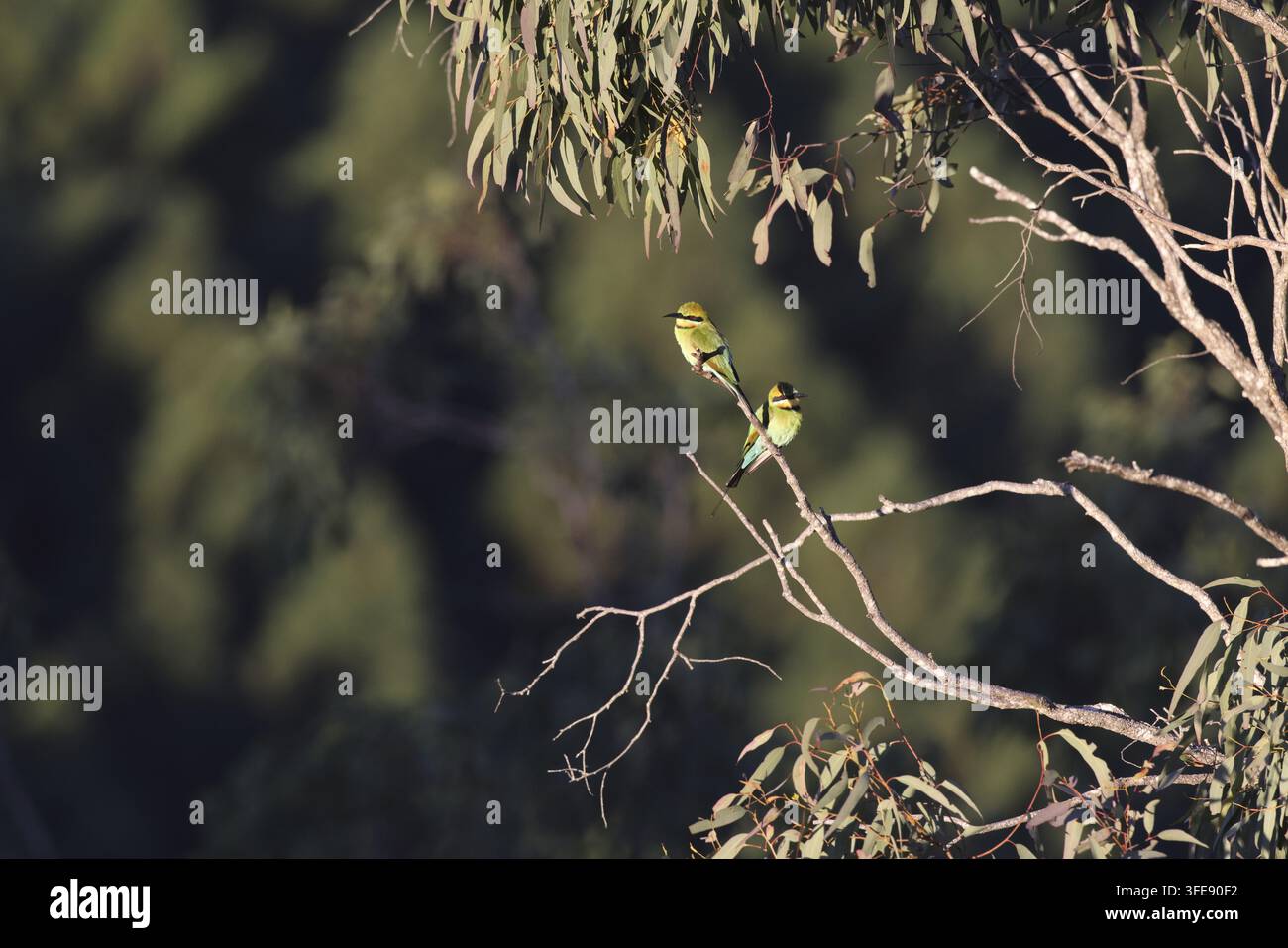 Bienenfresser mit spitzem Schwanz Stockfoto