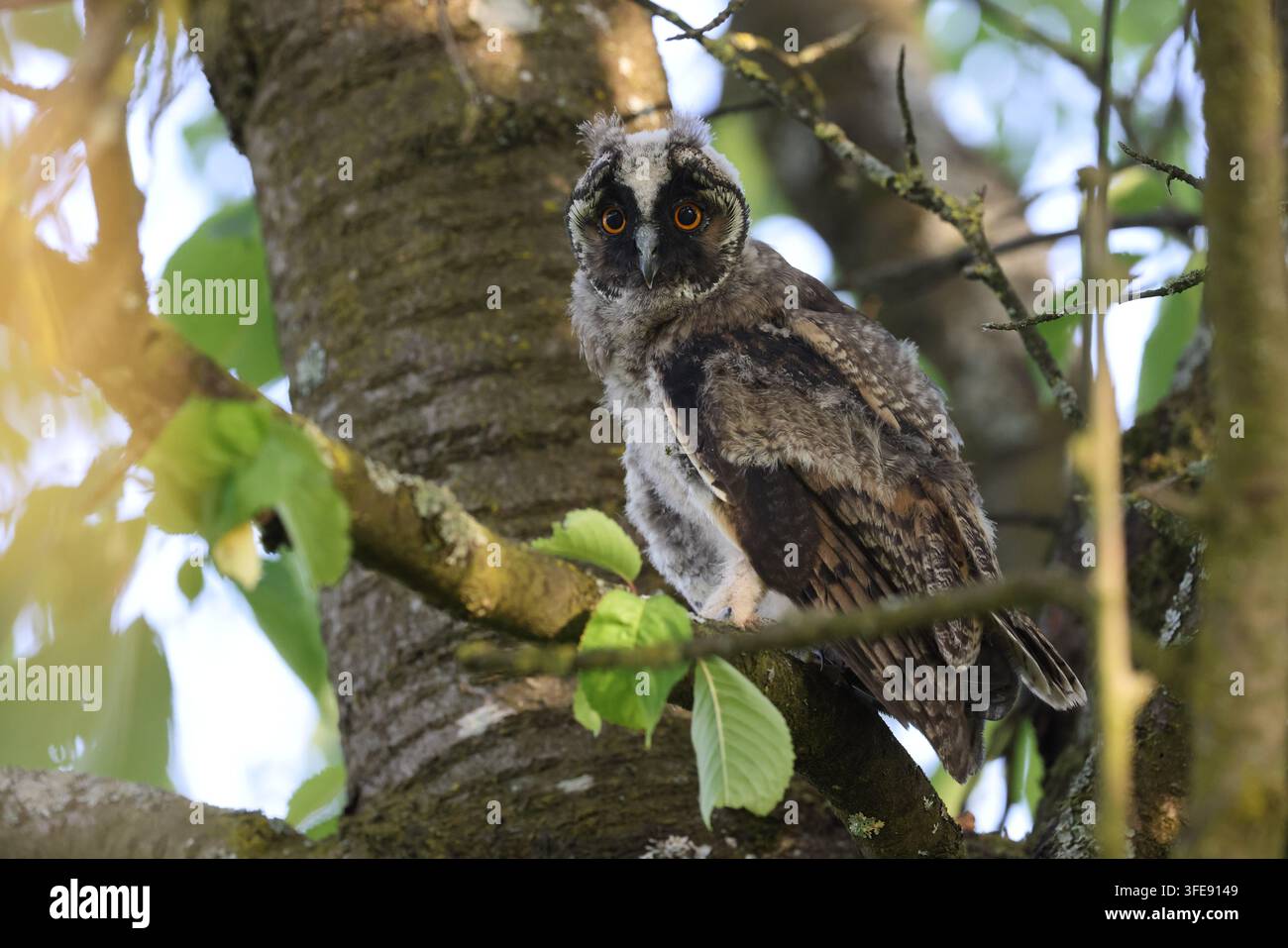 Langohreule, die auf einem Ast neben einem Baumstamm sitzt Stockfoto